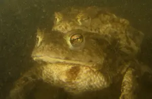 Common Toad Drucke: Gewone pad, Common Toad, Bufo bufo