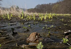 Bufo Bufo Drucke: Gewone pad, Common Toad, Bufo bufo
