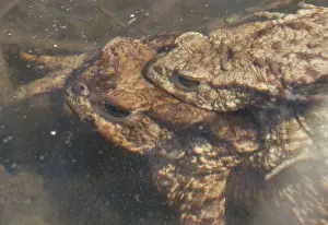 Common Toad Drucke: Gewone pad, Common Toad, Bufo bufo