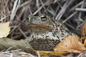 Gewöhnlicher Laubfrosch, Common Toad, Bufo bufo