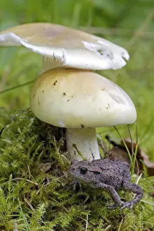 Common Toad Drucke: Gewone pad, Common Toad, Bufo bufo