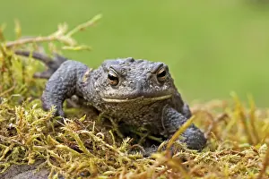 Common Toad Drucke: Gewone pad, Common Toad, Bufo bufo