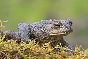 Common Toad Drucke: Gewone pad, Common Toad, Bufo bufo
