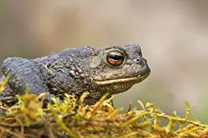 Common Toad Drucke: Gewone pad, Common Toad, Bufo bufo