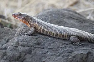 South African Reptiles Drucke: Giant Plated Lizard (Gerrhosaurus validus)