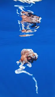 European Coastal Wildlife Drucke: Giant Squid sp