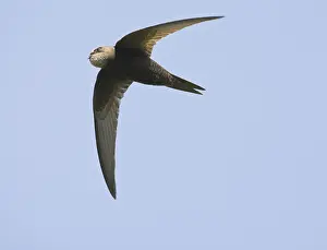Gierzwaluw; Common Swift; Apus apus