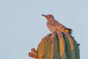 Gilded Flicker, Colaptes chrysoides