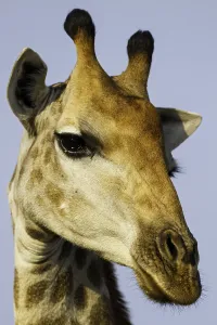 Giraffe Portrait Drucke: Giraffe