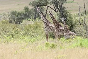 Gerahmter Druck : Giraffe, Giraffa Gerahmter Druck : Giraffe, Giraffa