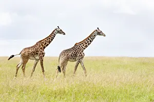 African Mammal Pictures Drucke: Giraffe, Giraffa