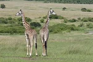Wildlife Mammal Photos Drucke: Giraffe, Giraffa