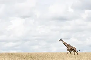 African Wild Animal Pictures Drucke: Giraffe, Giraffa