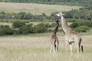 Wildlife Mammal Images Drucke: Giraffe, Giraffa