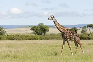 African Giraffe Species Drucke: Giraffe, Giraffa