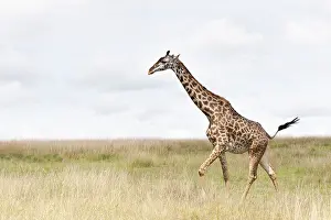 African Wild Animal Photography Drucke: Giraffe, Giraffa