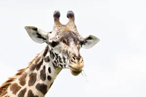 African Mammal Pictures Drucke: Giraffe, Giraffa