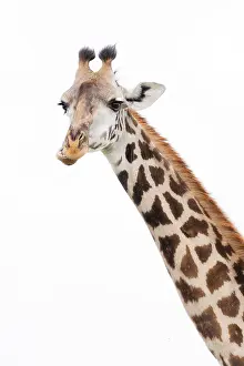 Mammal Wildlife Photography Drucke: Giraffe, Giraffa