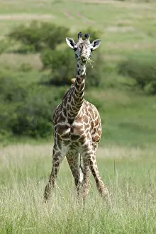 African Fauna Photography Drucke: Giraffe, Giraffa