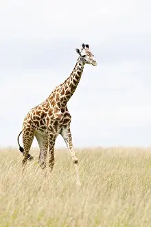 Gerahmter Druck : Giraffe, Giraffa Gerahmter Druck : Giraffe, Giraffa