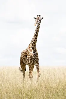 Wildlife Mammal Images Drucke: Giraffe, Giraffa