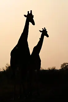 Giraffa Camelopardalis Images Drucke: Giraffe, Giraffa camelopardalis