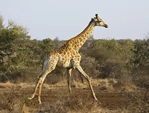 Giraffa Camelopardalis Images Drucke: Giraffe, Giraffa camelopardalis