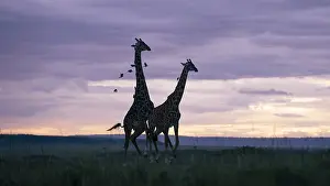 Giraffa Camelopardalis Images Drucke: Giraffe, Giraffa camelopardalis