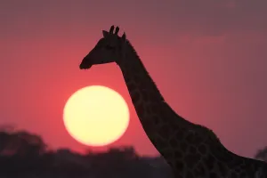 Giraffa Camelopardalis Images Drucke: A giraffe, Giraffa camelopardalis