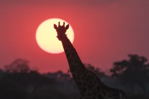 Giraffa Camelopardalis Images Drucke: A giraffe, Giraffa camelopardalis