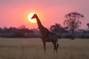 Giraffa Camelopardalis Images Drucke: A giraffe, Giraffa camelopardalis