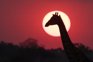 Botswana Nature Reserves Drucke: A giraffe, Giraffa camelopardalis