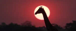 African Giraffe Drucke: A giraffe, Giraffa camelopardalis