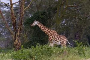 Kenya Safari Animals Drucke: A Giraffe, Giraffa camelopardalis