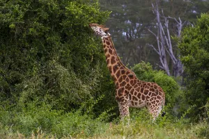 Kenya Safari Animals Drucke: A Giraffe, Giraffa camelopardalis