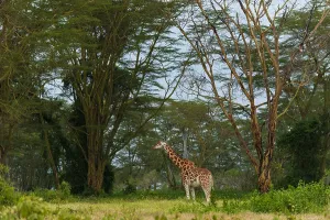 African Safari Animals Drucke: A Giraffe, Giraffa camelopardalis