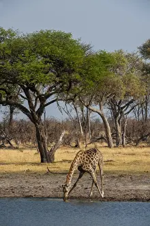 African Giraffe Drucke: A giraffe, Giraffa camelopardalis