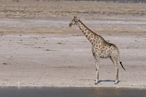 Giraffa Camelopardalis Images Drucke: A giraffe, Giraffa camelopardalis