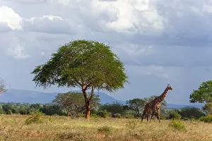 Giraffa Camelopardalis Images Drucke: A giraffe, Giraffa camelopardalis