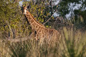 Okavango Delta Photography Drucke: A giraffe, Giraffe camelopardalis