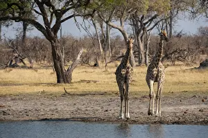 Giraffa Camelopardalis Images Drucke: Two giraffes, Giraffe camelopardalis
