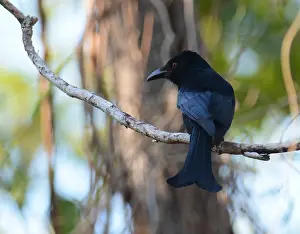Juli Drucke: Glansvlekdrongo, Spangled Drongo, Dicrurus bracteatus