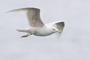 Flying Birds Europe Drucke: Glaucous Gull