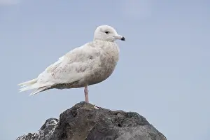 Glaucous Gull Drucke: Glaucous Gull