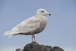 Laridae Family Birds Drucke: Glaucous Gull