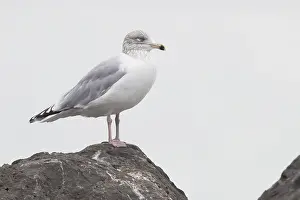 Glaucous Gull Drucke: Glaucous Gull