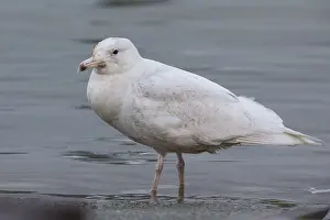 Laridae Family Birds Drucke: Glaucous Gull