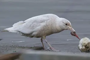Glaucous Gull Drucke: Glaucous Gull