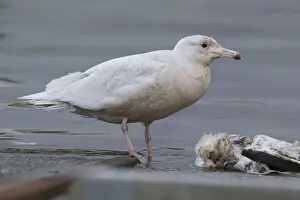Laridae Family Birds Drucke: Glaucous Gull