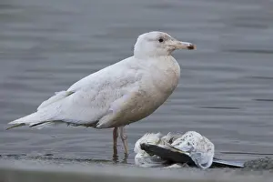 Glaucous Gull Drucke: Glaucous Gull
